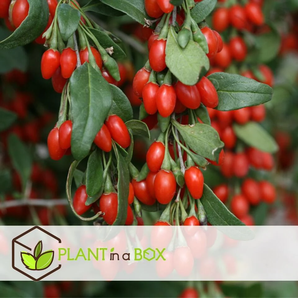 Lycium Barbarum - Set Van 3 - Goji Planten - Pot 9cm - Hoogte 25-40cm 2 Lycium Barbarum - Set Van 3 - Goji Planten - Pot 9cm - Hoogte 25-40cm - Afbeelding 2