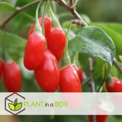 Lycium Barbarum - Set Van 3 - Goji Planten - Pot 9cm - Hoogte 25-40cm 7 Lycium Barbarum - Set Van 3 - Goji Planten - Pot 9cm - Hoogte 25-40cm -Goedkope Planten winkel 1000046946 0103