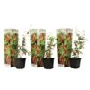 Lycium Barbarum - Set Van 3 - Goji Planten - Pot 9cm - Hoogte 25-40cm 8 Lycium Barbarum - Set Van 3 - Goji Planten - Pot 9cm - Hoogte 25-40cm -Goedkope Planten winkel 1000046946