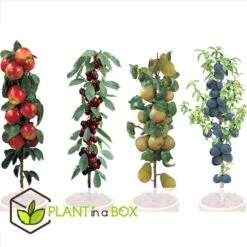 Fruitbomen - Mix Van 4 - Prunus - Pyrus - Malus - Pot 9cm - Hoogte 60-70cm -Goedkope Planten winkel 1000046948 0101
