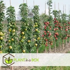 Fruitbomen - Mix Van 4 - Prunus - Pyrus - Malus - Pot 9cm - Hoogte 60-70cm -Goedkope Planten winkel 1000046948 0103