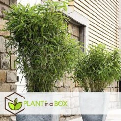 Fargesia Rufa - Set Van 3 - Niet Woekerende Bamboe - Pot 13cm - Hoogte 25-40cm -Goedkope Planten winkel 1000046951 0102