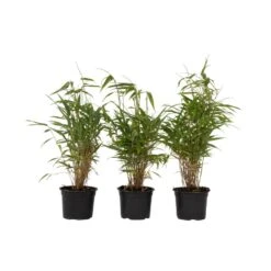 Fargesia Rufa - Set Van 3 - Niet Woekerende Bamboe - Pot 13cm - Hoogte 25-40cm