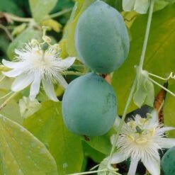 2x Passiflora Elliot – Passiebloem – ⌀ 15 Cm - ↕60-70 Cm -Goedkope Planten winkel 1000047307 0103
