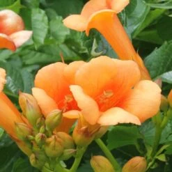 2x Campsis Oranje – Trompetklimmer – ⌀15 Cm – ↕60-70 Cm -Goedkope Planten winkel 1000047308 0103