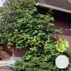 Actinidia Issai – Kiwiberry – Klimplant – Pot 19 CM - Hoogte 45-55 CM -Goedkope Planten winkel 1000047313 0101