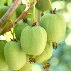 Actinidia Issai – Kiwiberry – Klimplant – Pot 19 CM - Hoogte 45-55 CM -Goedkope Planten winkel 1000047313 0103