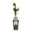 Actinidia Issai – Kiwiberry – Klimplant – Pot 19 CM - Hoogte 45-55 CM -Goedkope Planten winkel 1000047313