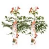 2x Campsis Fire Trumpet - Trompetbloem - Pot 15 CM - Hoogte 60-70 CM