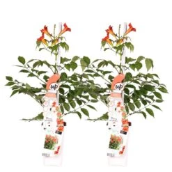 2x Campsis Fire Trumpet - Trompetbloem - Pot 15 CM - Hoogte 60-70 CM