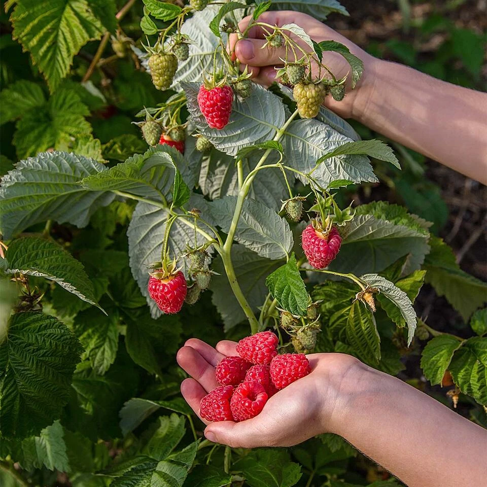 Rubus Suguna Red – Framboos – Pot 19 CM - Hoogte 45-55 CM 2 Rubus Suguna Red – Framboos – Pot 19 CM - Hoogte 45-55 CM - Afbeelding 2