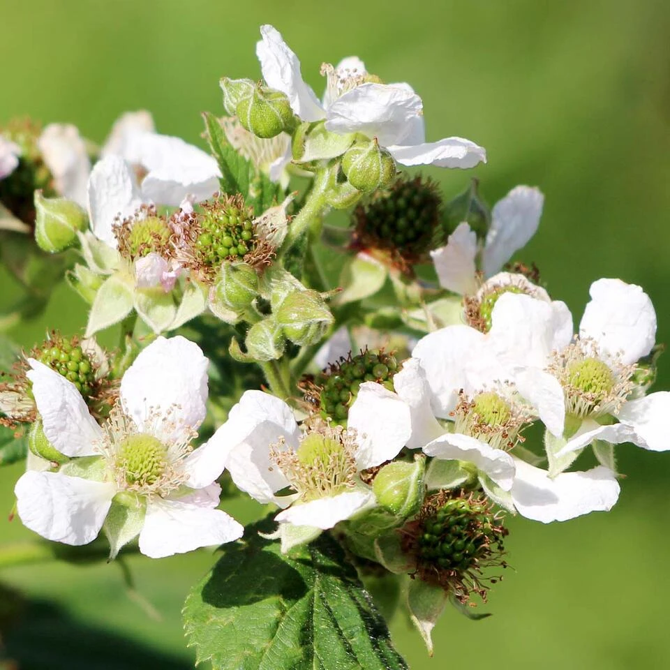 Rubus Suguna Red – Framboos – Pot 19 CM - Hoogte 45-55 CM 4 Rubus Suguna Red – Framboos – Pot 19 CM - Hoogte 45-55 CM - Afbeelding 4