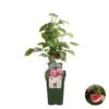 Rubus Suguna Red – Framboos – Pot 19 CM - Hoogte 45-55 CM -Goedkope Planten winkel 1000047318