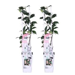 2x Roze Toscaanse Jasmijn Star Of Ibiza – Pot 15 CM - Hoogte 60-70 CM