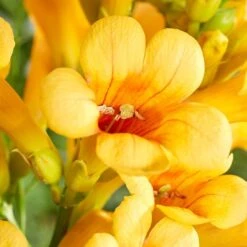 2x Campsis Gold Trumpet - Trompetbloem - ⌀ 15 Cm - ↕60-70 Cm -Goedkope Planten winkel 1000047321 0103