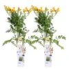 2x Campsis Gold Trumpet - Trompetbloem - ⌀ 15 Cm - ↕60-70 Cm -Goedkope Planten winkel 1000047321