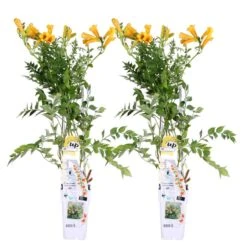 2x Campsis Gold Trumpet - Trompetbloem - ⌀ 15 Cm - ↕60-70 Cm