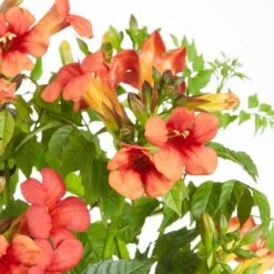 Campsis Fire Trumpet - Trompetbloem - ⌀ 15 Cm - ↕60-70 Cm -Goedkope Planten winkel 1000047372 0103