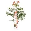 Campsis Fire Trumpet - Trompetbloem - ⌀ 15 Cm - ↕60-70 Cm -Goedkope Planten winkel 1000047372