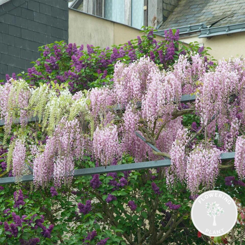 Wisteria Floribunda Rosea – Roze Regen – Pot 15 CM - Hoogte 60-70 CM 2 Wisteria Floribunda Rosea – Roze Regen – Pot 15 CM - Hoogte 60-70 CM - Afbeelding 2