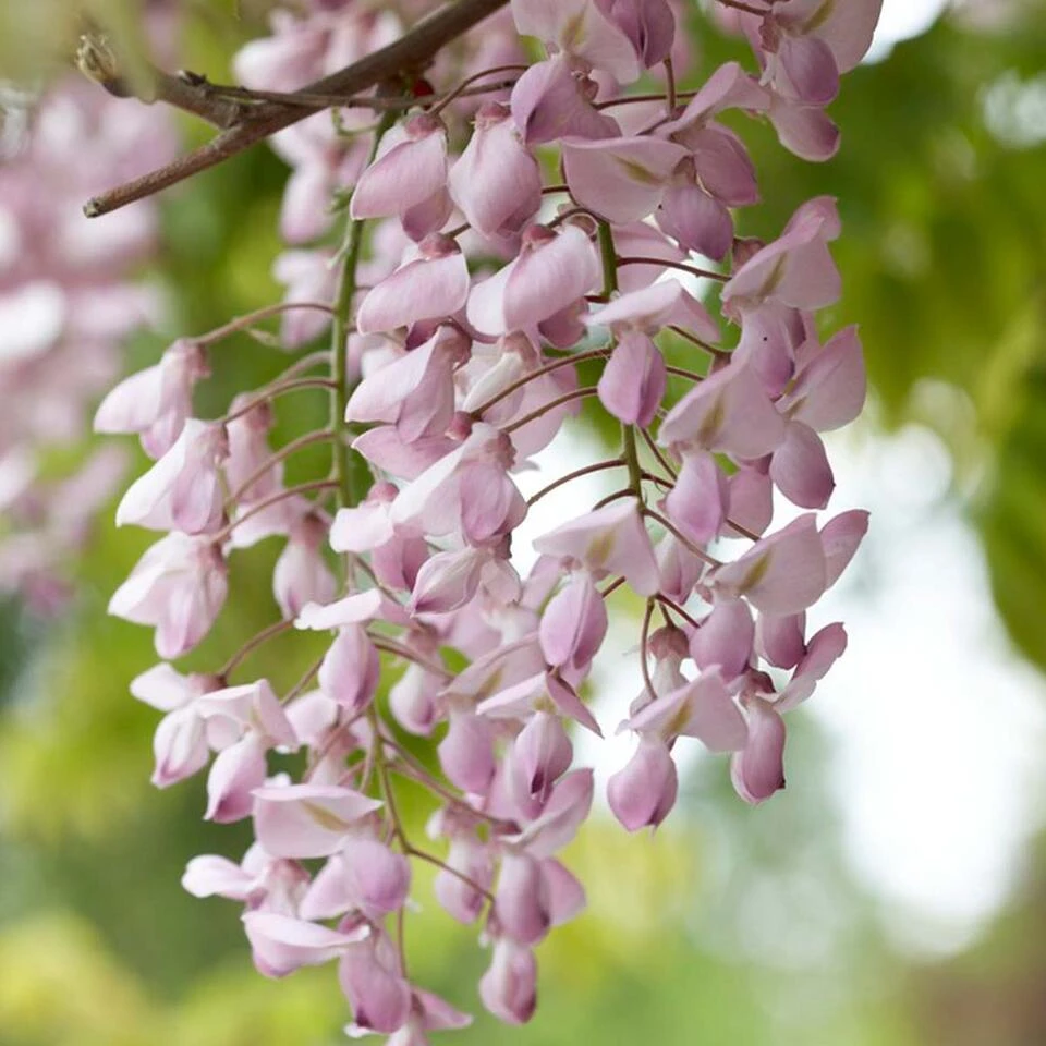 Wisteria Floribunda Rosea – Roze Regen – Pot 15 CM - Hoogte 60-70 CM 4 Wisteria Floribunda Rosea – Roze Regen – Pot 15 CM - Hoogte 60-70 CM - Afbeelding 4
