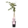 Wisteria Floribunda Rosea – Roze Regen – Pot 15 CM - Hoogte 60-70 CM