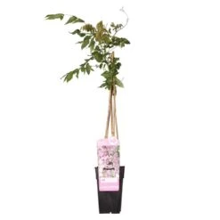Wisteria Floribunda Rosea – Roze Regen – Pot 15 CM - Hoogte 60-70 CM