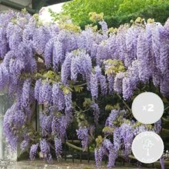 2x Wisteria Prolific – Blauwe Regen – Pot 15 CM - Hoogte 60-70 CM -Goedkope Planten winkel 1000047377 0101