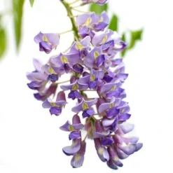 2x Wisteria Prolific – Blauwe Regen – Pot 15 CM - Hoogte 60-70 CM -Goedkope Planten winkel 1000047377 0103