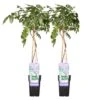 2x Wisteria Prolific – Blauwe Regen – Pot 15 CM - Hoogte 60-70 CM -Goedkope Planten winkel 1000047377