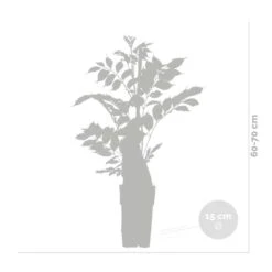 2x Wisteria Alba – Blauwe Regen - Wit – ⌀15 Cm – ↕60-70 Cm -Goedkope Planten winkel 1000047382 0102