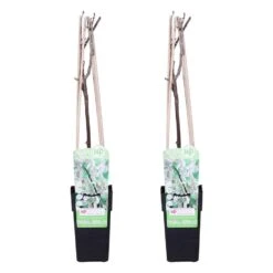 2x Wisteria Alba – Blauwe Regen - Wit – ⌀15 Cm – ↕60-70 Cm