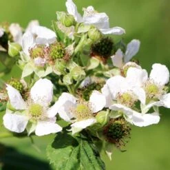 Rubus Suguna Yellow – Framboos – Pot 19 CM - Hoogte 45-55 CM -Goedkope Planten winkel 1000047385 0103