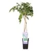 Wisteria Prolific – Blauwe Regen – Pot 15 CM - Hoogte 60-70 CM