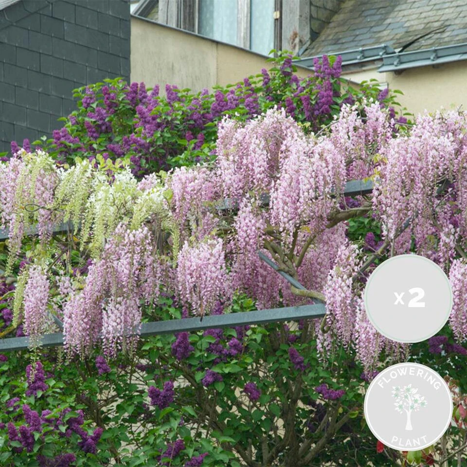 2x Wisteria Rosea – Blauwe Regen - Roze – Pot 15 CM - 60-70 CM 2 2x Wisteria Rosea – Blauwe Regen - Roze – Pot 15 CM - 60-70 CM - Afbeelding 2