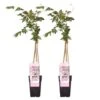 2x Wisteria Rosea – Blauwe Regen - Roze – Pot 15 CM - 60-70 CM -Goedkope Planten winkel 1000047388