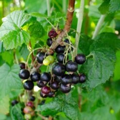 Ribes Black Marble – Aalbes – Pot 19 CM - Hoogte 45-55 CM 5 Ribes Black Marble – Aalbes – Pot 19 CM - Hoogte 45-55 CM -Goedkope Planten winkel 1000047391 0101