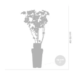 Ribes Black Marble – Aalbes – Pot 19 CM - Hoogte 45-55 CM 6 Ribes Black Marble – Aalbes – Pot 19 CM - Hoogte 45-55 CM -Goedkope Planten winkel 1000047391 0102