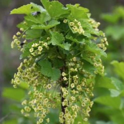 Ribes Black Marble – Aalbes – Pot 19 CM - Hoogte 45-55 CM 7 Ribes Black Marble – Aalbes – Pot 19 CM - Hoogte 45-55 CM -Goedkope Planten winkel 1000047391 0103