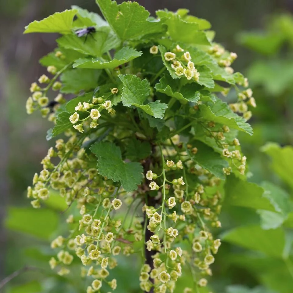 Ribes Black Marble – Aalbes – Pot 19 CM - Hoogte 45-55 CM 4 Ribes Black Marble – Aalbes – Pot 19 CM - Hoogte 45-55 CM - Afbeelding 4