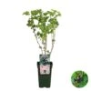 Ribes Black Marble – Aalbes – Pot 19 CM - Hoogte 45-55 CM 7 Ribes Black Marble – Aalbes – Pot 19 CM - Hoogte 45-55 CM -Goedkope Planten winkel 1000047391