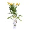 Campsis Gold Trumpet - Trompetbloem - ⌀ 15 Cm - ↕60-70 Cm -Goedkope Planten winkel 1000047393