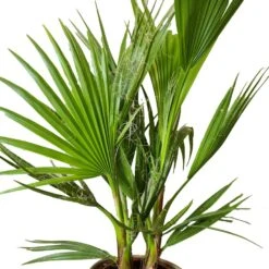 Washingtonia Robusta - Mexicaanse Waaierpalm - ⌀21 Cm – ↕80-100 Cm -Goedkope Planten winkel 1000047975 0102