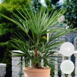 2x Washingtonia Robusta - Mexicaanse Waaierpalm - ⌀21 Cm - ↕80-100 Cm -Goedkope Planten winkel 1000048186 0101