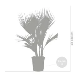 2x Washingtonia Robusta - Mexicaanse Waaierpalm - ⌀21 Cm - ↕80-100 Cm -Goedkope Planten winkel 1000048186 0103