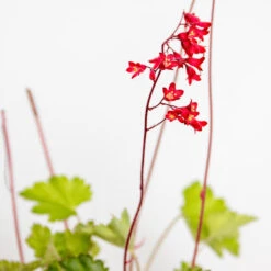 Heuchera Sanguinea 'Splendens' - Purperklokje - ⌀9 Cm - ↕10-15 Cm -Goedkope Planten winkel 1000048191 0104
