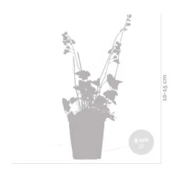 6x Heuchera Sanguinea 'Splendens' - Purperklokje - ⌀9 Cm - ↕10-15 Cm -Goedkope Planten winkel 1000048204 0102