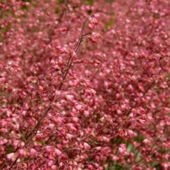 6x Heuchera Sanguinea 'Splendens' - Purperklokje - ⌀9 Cm - ↕10-15 Cm -Goedkope Planten winkel 1000048204 0103