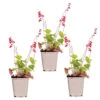 3x Heuchera Sanguinea 'Splendens' - Purperklokje - ⌀9 Cm - ↕10-15 Cm -Goedkope Planten winkel 1000048206