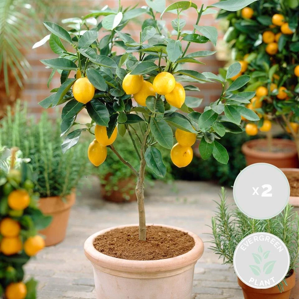 2x Citrus Limon - Citroenboom - ⌀19 Cm - ↕60-70 Cm 2 2x Citrus Limon - Citroenboom - ⌀19 Cm - ↕60-70 Cm - Afbeelding 2